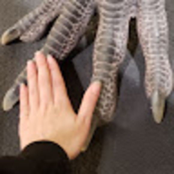 Meet your Posher, Shelby - Picture 1 of 1